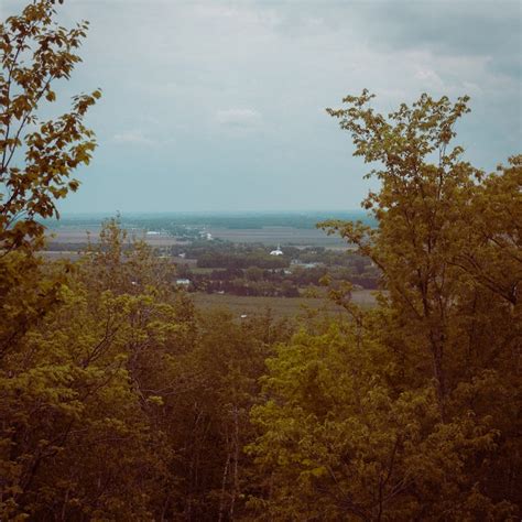 Green Trees in the Forest · Free Stock Photo