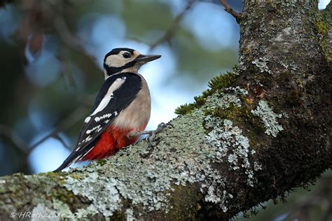 Pic Peiche Dendrocopos Major Great Spotted Woodpecker Flickr