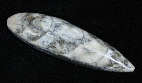 Polished Orthoceras (Cephalopod) Fossil For Sale (#3745) - FossilEra.com