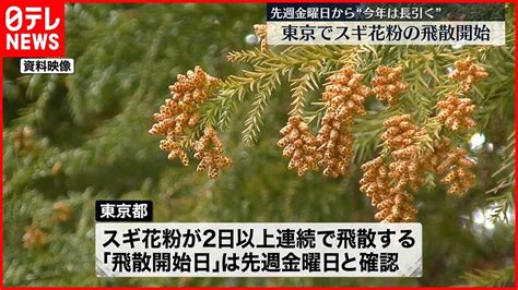 【スギ花粉】10日から飛散開始と発表 去年より5日早く 東京都 Youtube