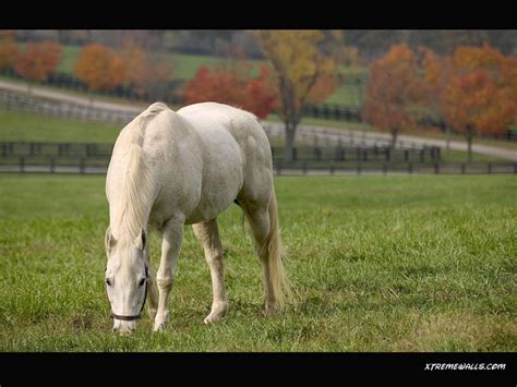 Farm Animals Wallpaper - WallpaperSafari