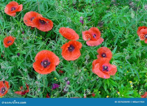 Papaver Rhoeas Nomes Comuns Incluem Milho Papoila Milho Rosa Papoila