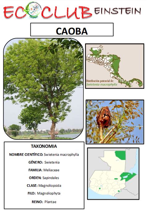 Arboles de la vertiente del pacífico Caoba Swietenia macrophylla