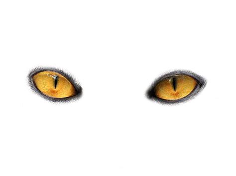 Cats Eyes By Moonglowlilly On Deviantart