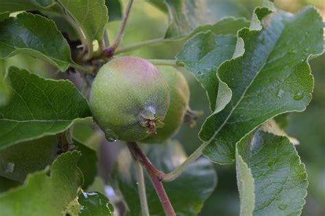 Apfelbaum Apfel Frucht Kostenloses Foto Auf Pixabay Pixabay