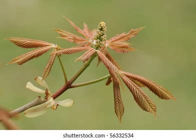 1,358 Yellow buckeye Images, Stock Photos & Vectors | Shutterstock