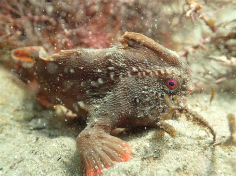 Red_147 - Handfish Conservation Project