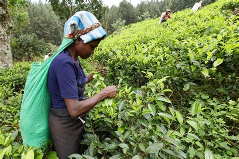 Tea Production And Tea Pickers In Sri Lanka Stock Photo Image Of