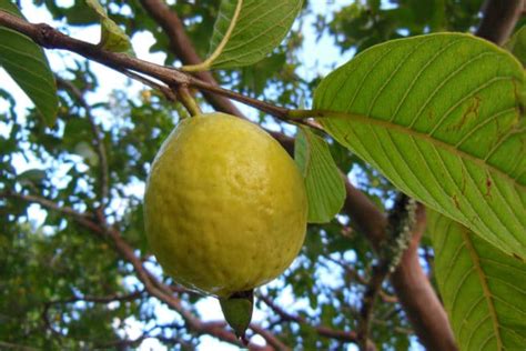 Guava Flower » More Than a Pretty Bloom