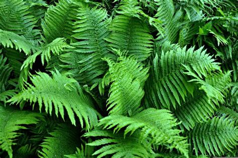 How To Grow Ferns From Spores Germination Planting Care And Guide