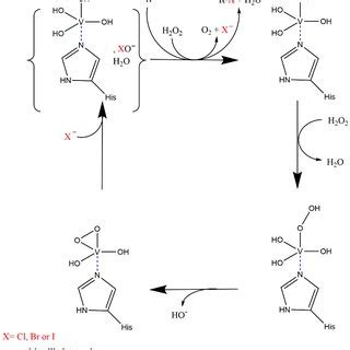 Enzymatic Halogenation Catalyzed By Some Fungal Flavin Dependent