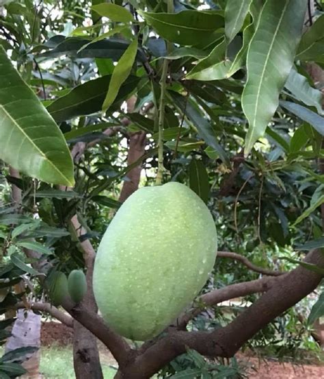 Ixora Mango Imam Pasand Himayat Humayun Pasand Variety Grafted Aam