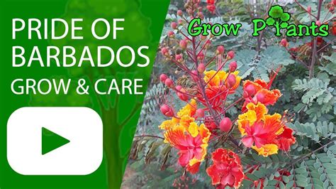 Pride Of Barbados Grow And Care Caesalpinia Pulcherrima Youtube