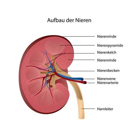 Aufbau Und Funktion Der Nieren