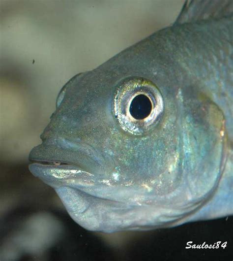 Malawi Dream Astatotilapia Calliptera Chizumulu