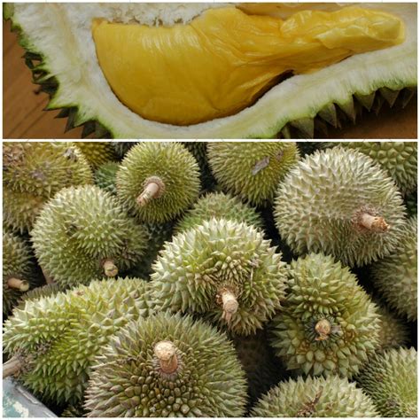 Free stock photo of Malaysian popular durian fruit