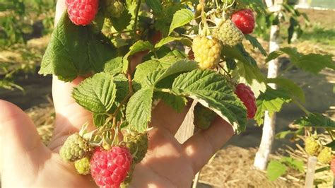 Первая малина,топ три сорта. - YouTube