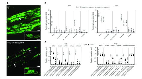 Am Fungal Colonization Was Impaired In The Ossyp B Ossyp Double