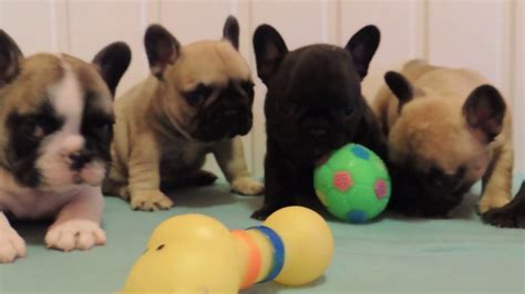 373 French Bulldog Puppy 5 Weeks Youtube