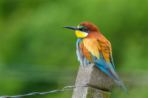 Images Gratuites La Nature Faune Le Bec Color Robin Plumage