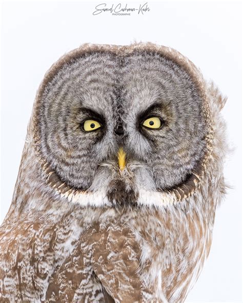 Chouette Lapone Great Gray Owl Strix Nebulosa Samuel Cashman