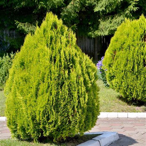 Thuja Orientalis Pyramidalis Aurea Eastern Arborvitae With Golden