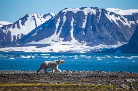 Tom Cruise Seeks Permit To Film Next Mission Impossible In Svalbard