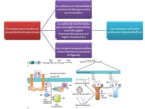 Mapa Del Receptor De Tirosina Quinasa