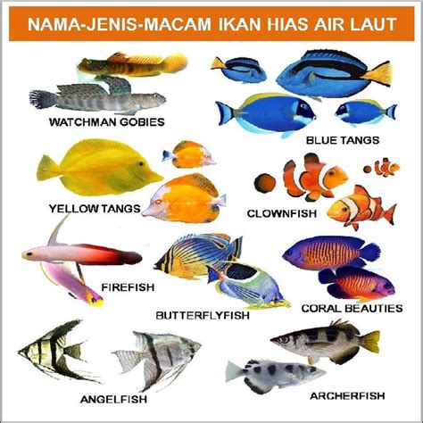 nama ikan laut dalchaebi