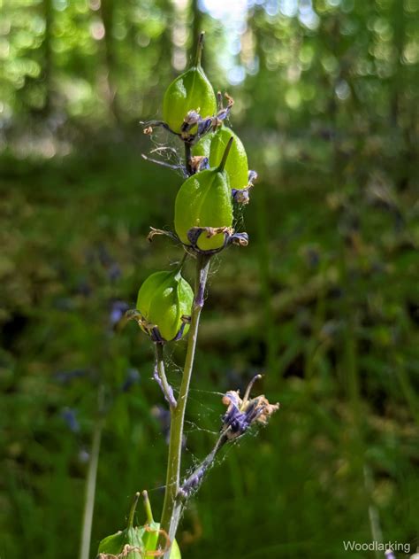Woodlarking - The Bluebells Have Gone. The woods are shifting, subtle