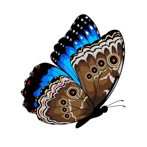 Blue Morpho Butterfly Drawing