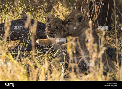 2 lion cubs Stock Photo - Alamy