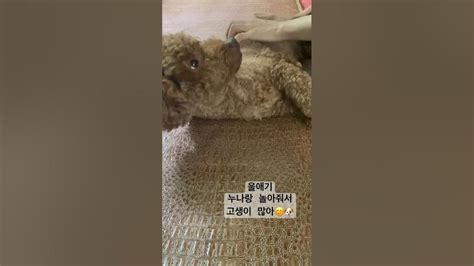 누나 놀아주는 천사😇🐶 강아지 강아지일상 강아지브이로그 푸들 푸들일상 푸들은사랑입니다 반려견 반려견일상 놀리기