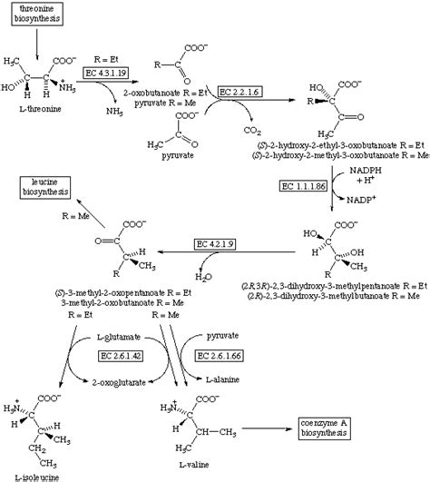 Isoleucine Valine Biosynthesis