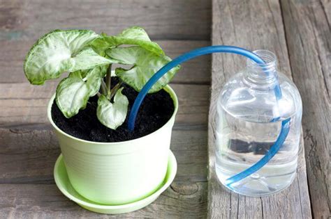 31 Clever Diy Self Watering Planter Ideas For Effortless Gardening 2025