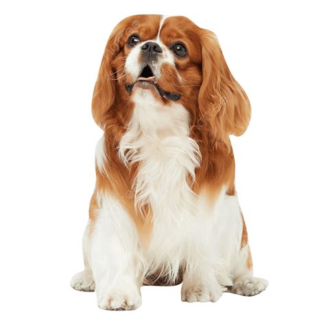 Cavalier PNG Vector PSD And Clipart With Transparent 60 OFF