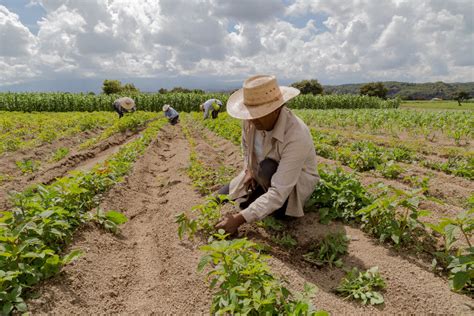 Agricultura familiar entenda a importância BLOG DO PAULO NUNES