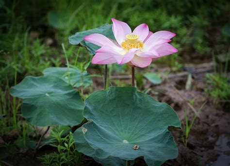 Rosa Lotos Lotus Seerose Pinke Kostenloses Foto Auf Pixabay Pixabay