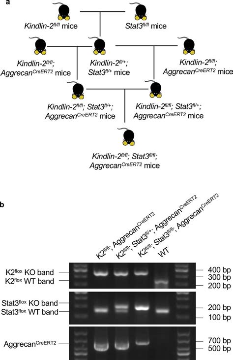 Breeding Strategy And Pcr Genotyping A Breeding Strategy For