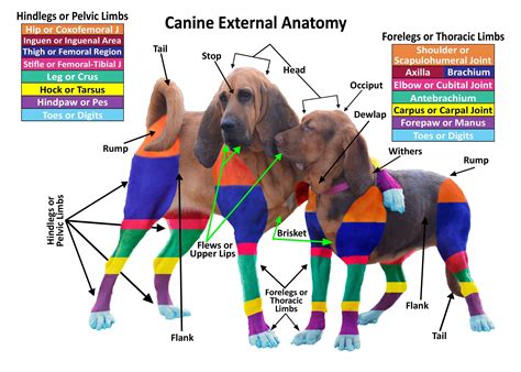 External Female Dog Anatomy
