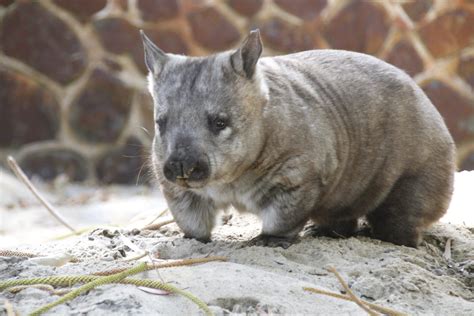 Bunbury Wildlife Park | Australia's South West