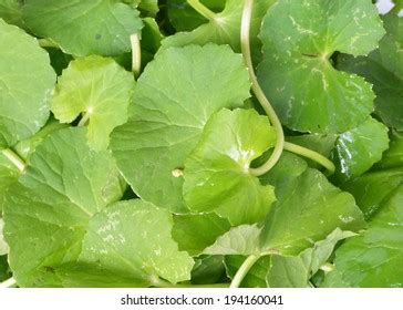 Centella Asiatica Asiatic Pennywortcentella Asiatica Linn Stock Photo