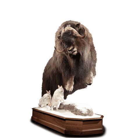 Musk Ox MX101 : Our Work | Kanati Studio