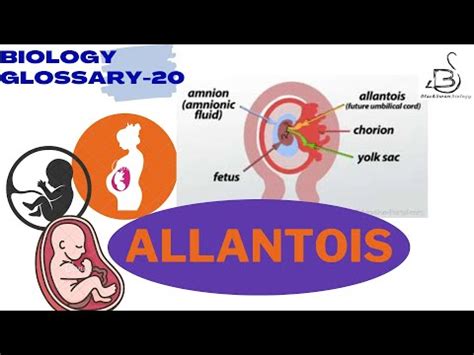 ALLANTOIS | EXTRA EMBRYONIC MEMBRANE | BIOLOGY GLOSSARY - YouTube