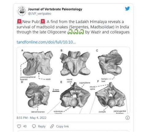 Discovery of a 35 Million-Year-Old Giant Snake Fossil Leaves Experts ...