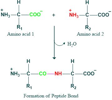 structures  proteins  types primary secondary tertiary