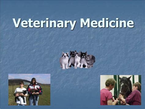 Ppt Veterinary Medicine Powerpoint Presentation Free Download Id