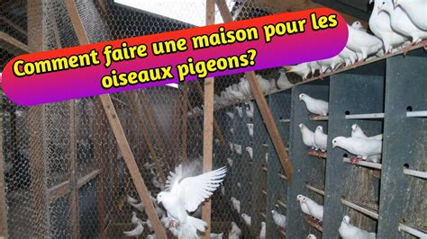 Comment Faire Une Maison Pour Les Pigeons Conseils Importants Pour