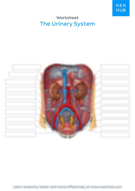 Solution The Urinary System Unlabeled Studypool