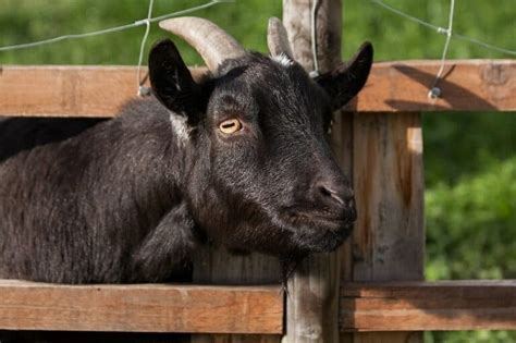 Fainting Goats (Myotonic): Info, Lifespan, Behavior & Care (With ...